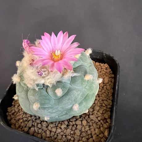 サボテン🌵ロフォフォラ銀冠玉　②
