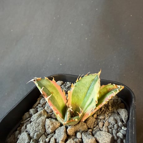 アガベ　チタノタ　白鯨錦　⑦