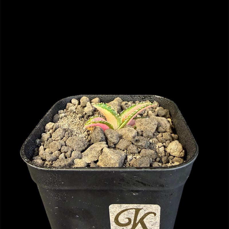 アガベ チタノタ 白豪刺中斑錦明錦 | HANDS PLANTS