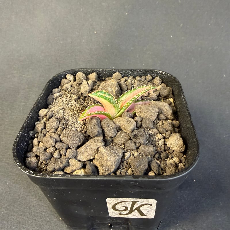 アガベ チタノタ 白豪刺中斑錦明錦 | HANDS PLANTS