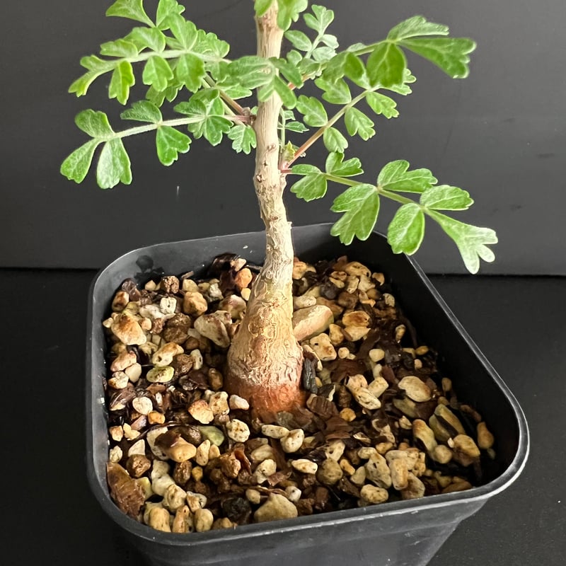 パキコルムス ディスカラー (象の木) H | HANDS PLANTS