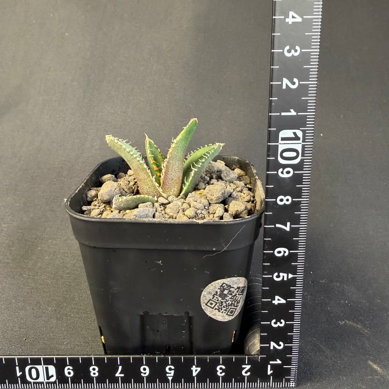 アガベ チタノタ 鰐亀（ワニガメ）子株 ⑤ | HANDS PLANTS