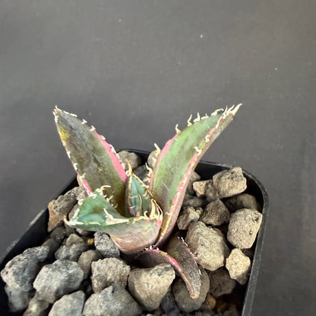 アガベ　チタノタ　白鯨錦 ⅲ