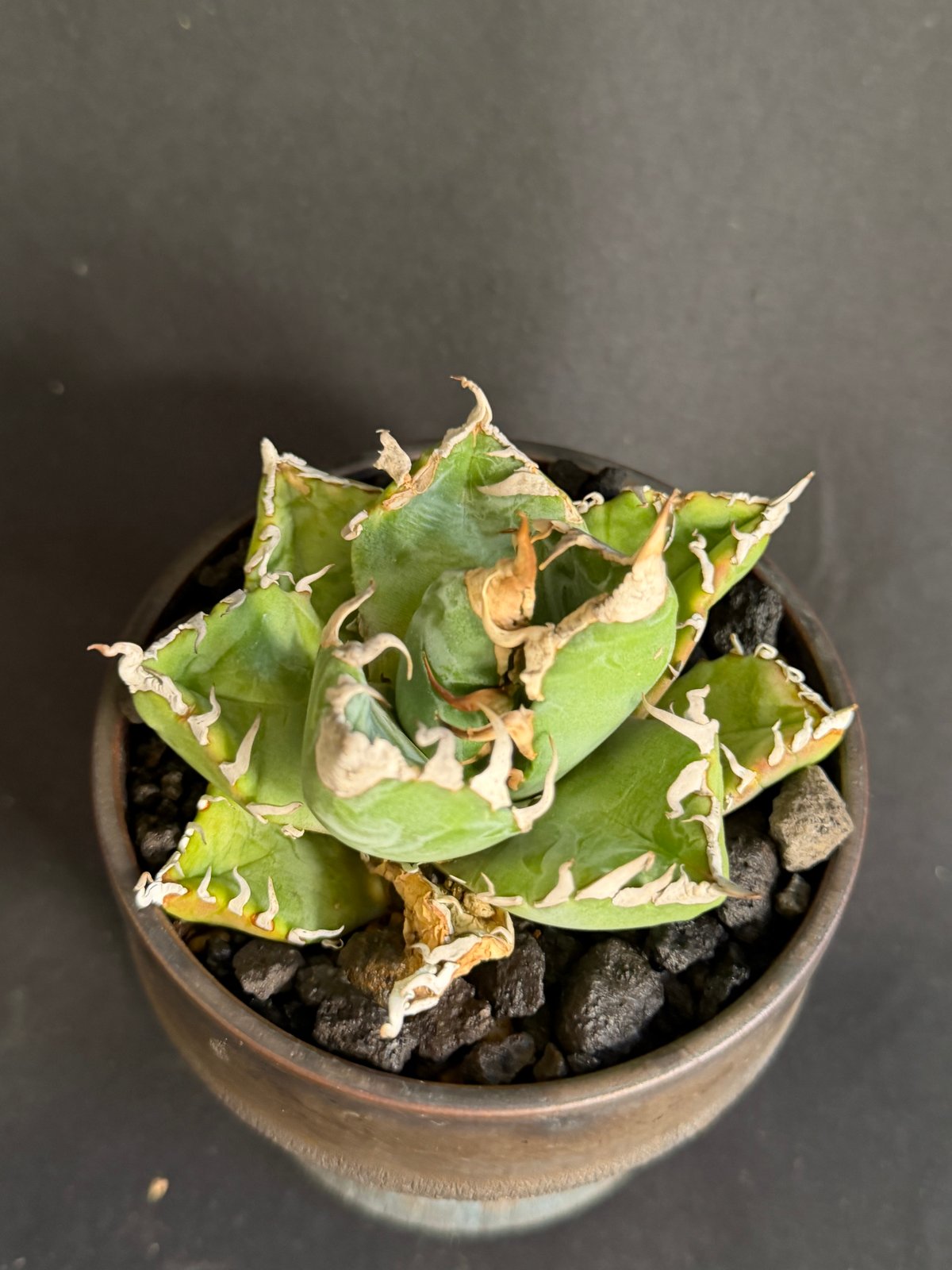 アガベ チタノタ 魔丸 鉢 68 | HANDS PLANTS