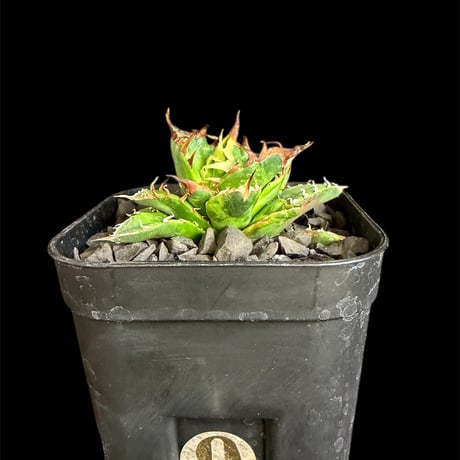 【コレクション株】アガベ　チタノタ　魔丸　中株　良型 アガベ・チタノタ 魔丸（小株）-029｜agave titanota imps | Plus_