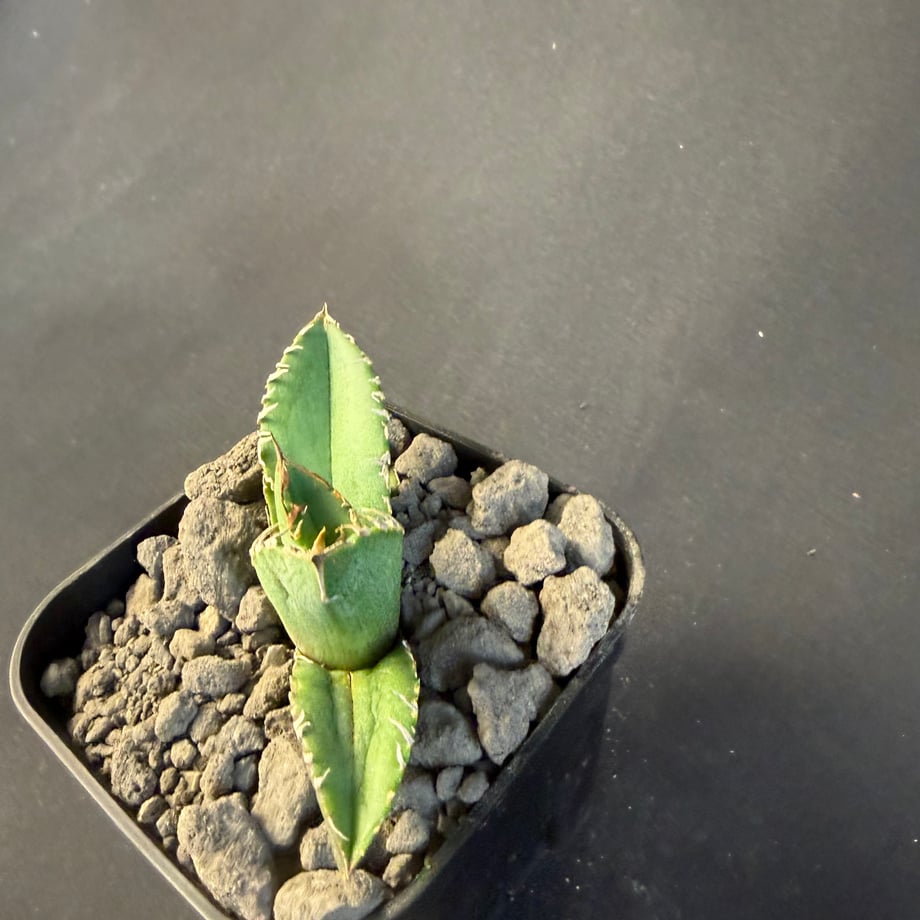 69b8ee466d151235a44641f2