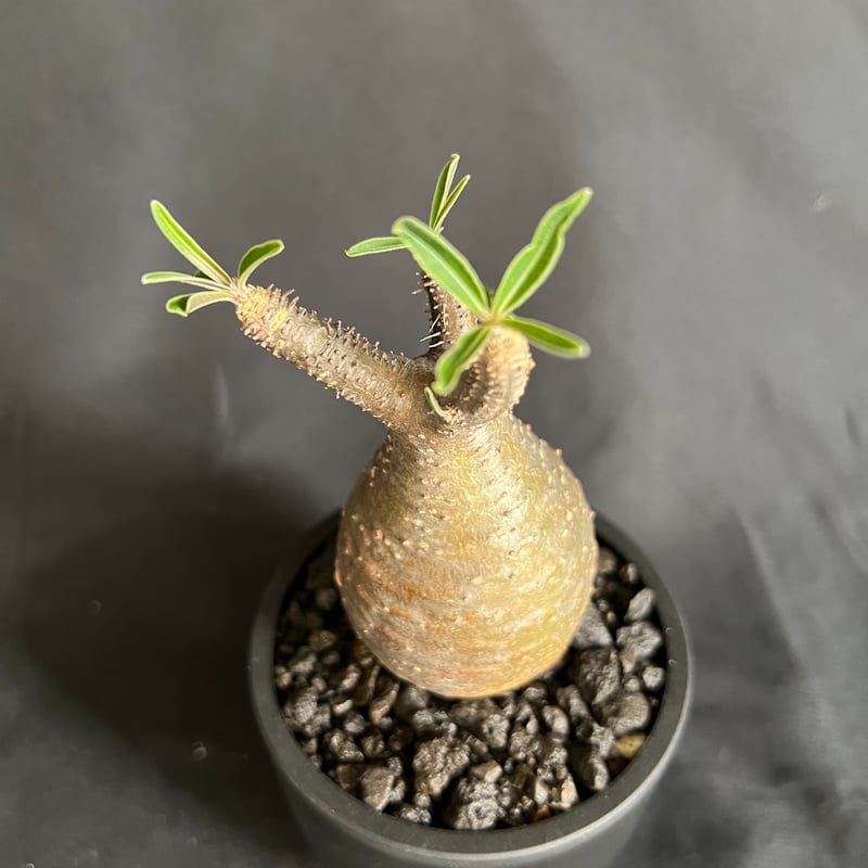 パキポディウムグラキリス 発根済み 11 | HANDS PLANTS