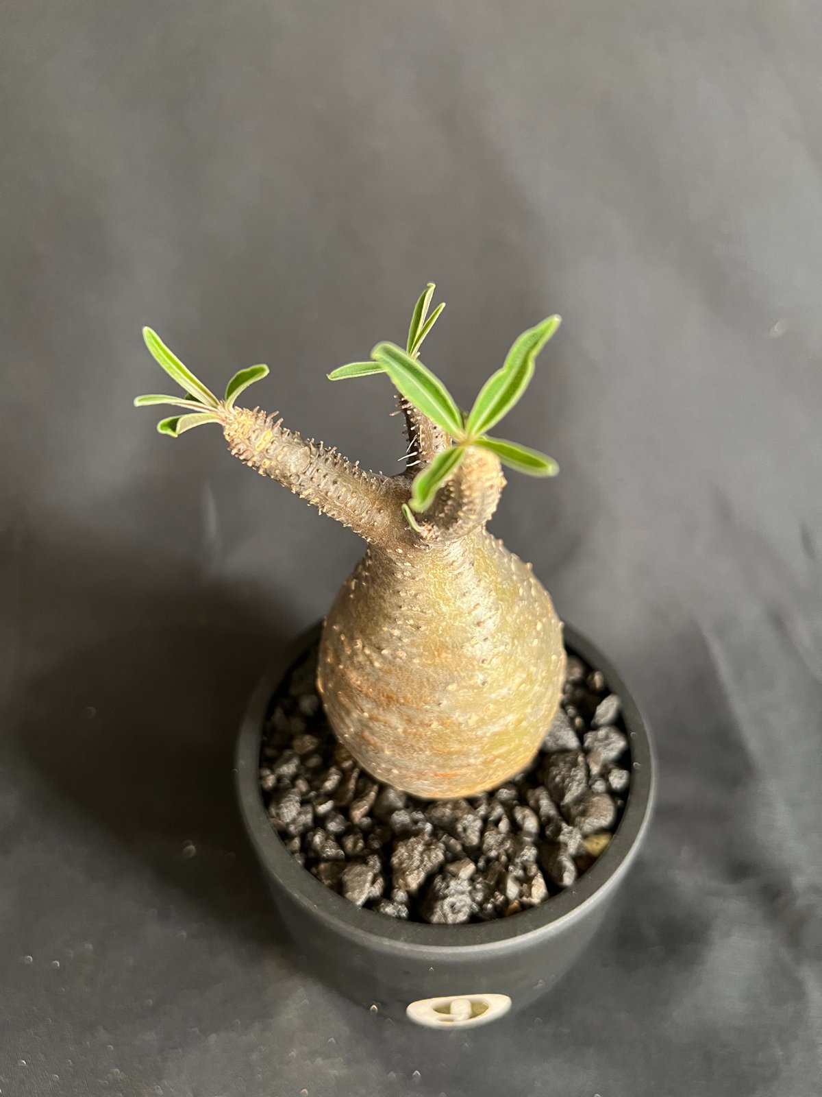 パキポディウム　グラキリス　発根済み　⭐︎安心鉢ごと発送⭐︎ パキポディウム・グラキリス 発根済み鉢付き 現地株 現地球・発根済M