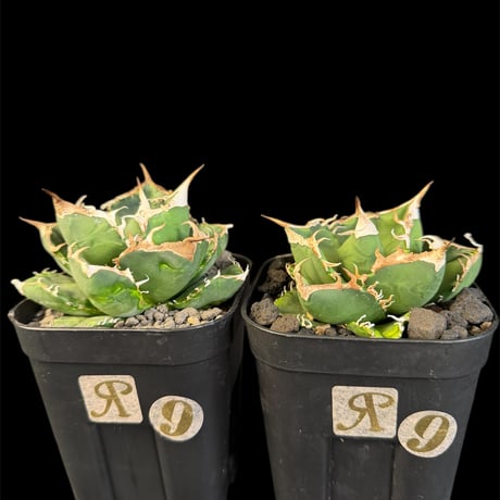 アガベsad | STORES