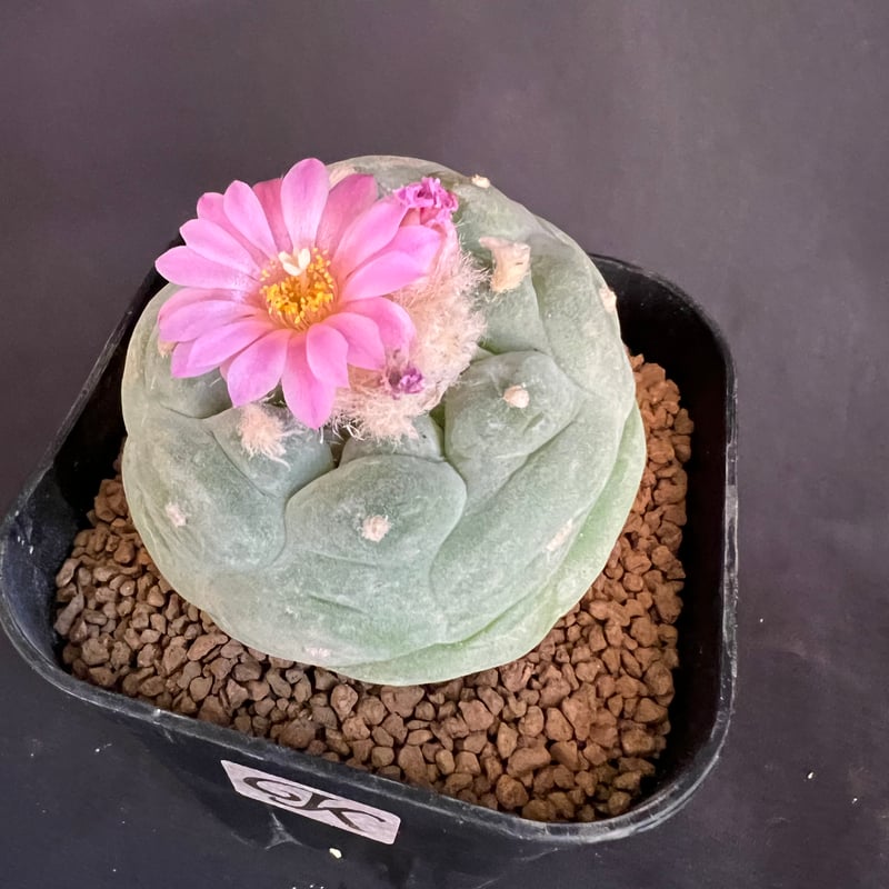 サボテン🌵ロフォフォラ銀冠玉 | HANDS PLANTS