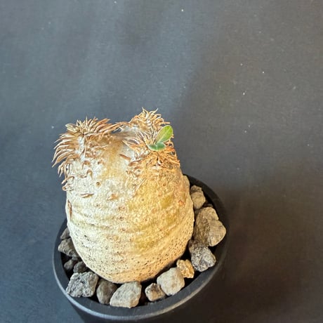 パキポディウム属 品種不明 発根済 良型 塊根植物 コーデックス
