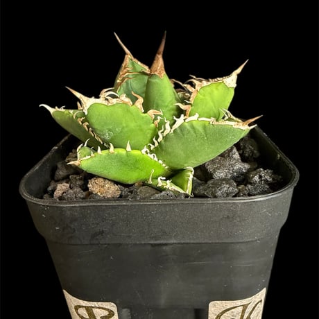 アガベsad | STORES