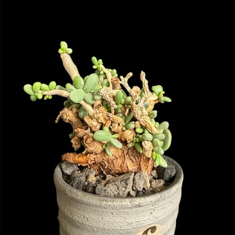 大株❗ケラリアピグマエア 楽天市場】コーデックス：ケラリア ピグマエア 大株*葉幅10cm 現品