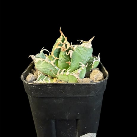 アガベ魔丸 | STORES