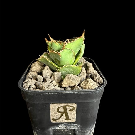 アガベチタノタハデス | STORES