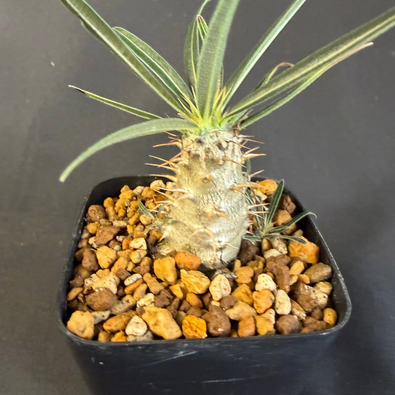 タイムセール　国内実生　グラキリス良型 グラキリス 実生 ⑦13 | HANDS PLANTS