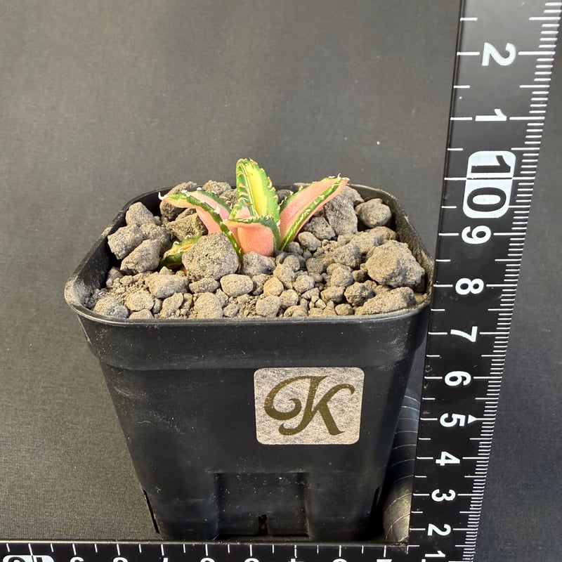 アガベ チタノタ 白豪刺中斑錦明錦 ⑤ | HANDS PLANTS