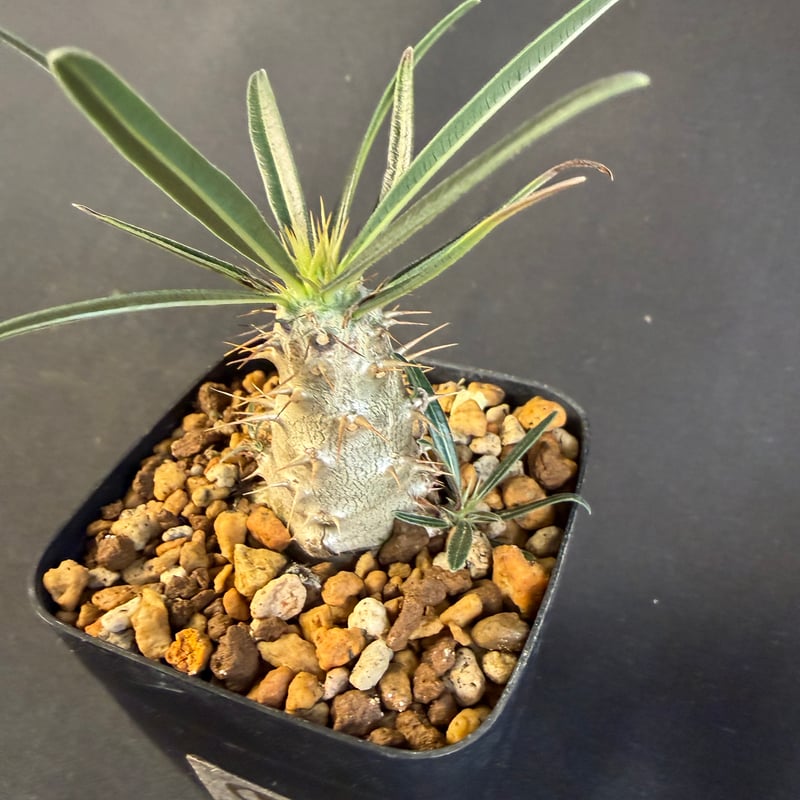 グラキリス 実生 ⑦13 | HANDS PLANTS