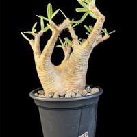 パキポディウムグラキリス 現地株　発根済　m 18⑴
