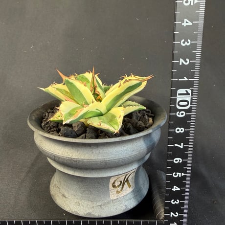 アガベ　チタノタ　スナグルトゥース 陶器鉢78