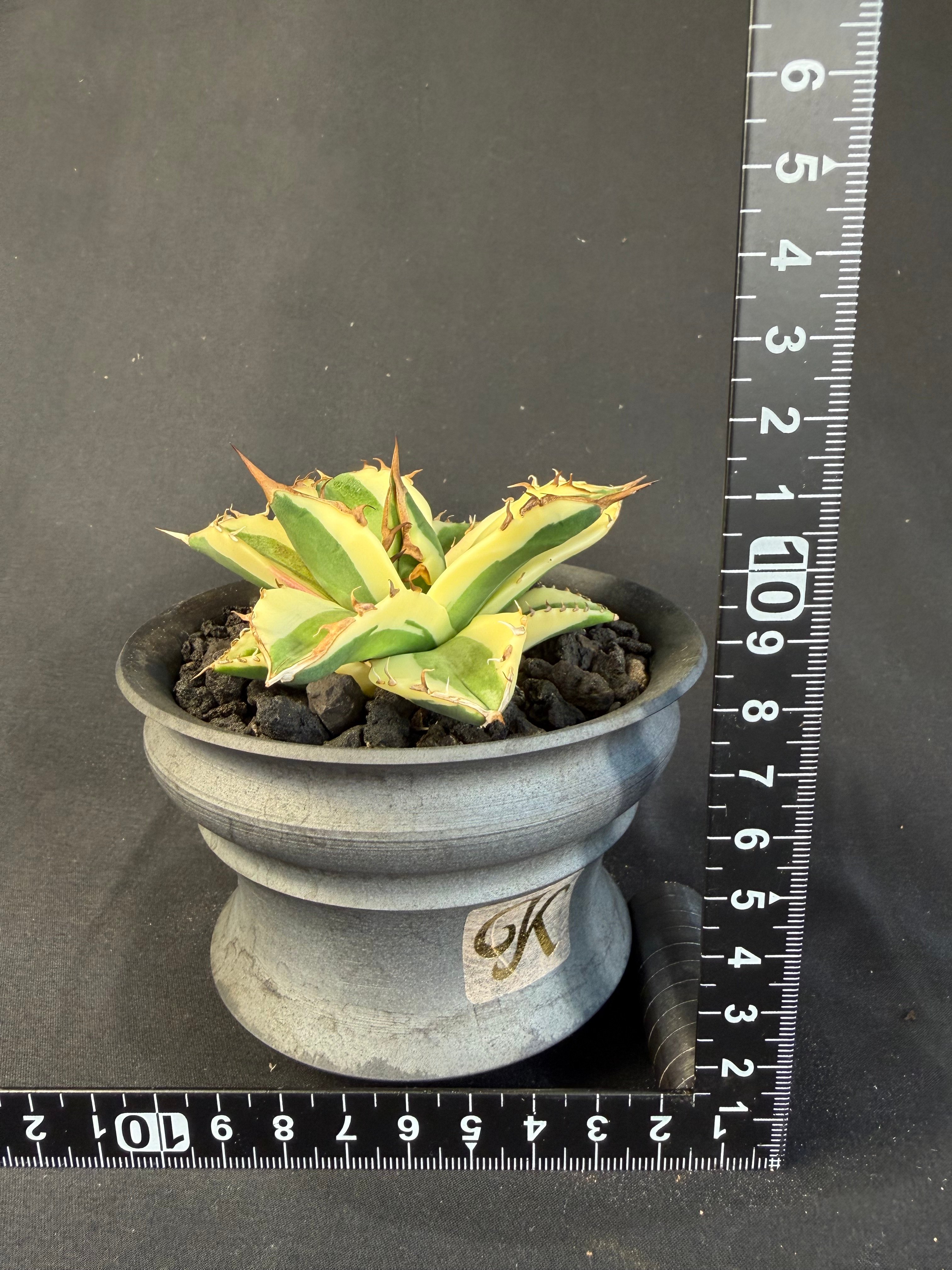 アガベ チタノタ スナグルトゥース 陶器鉢78 | HANDS PLANTS