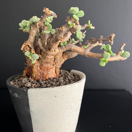 冬型塊根植物 | STORES 冬型塊根植物 | STORES