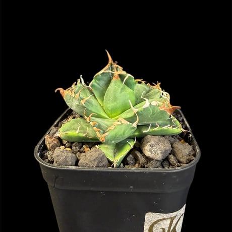 アガベ魔丸 | STORES