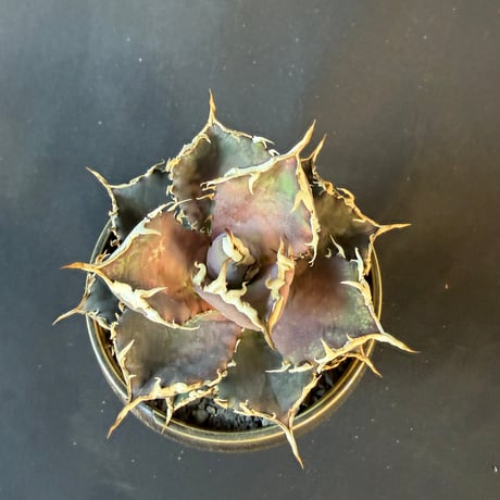 アガベ チタノタ 強鋸歯  良型 / 発根済み  陶器鉢58