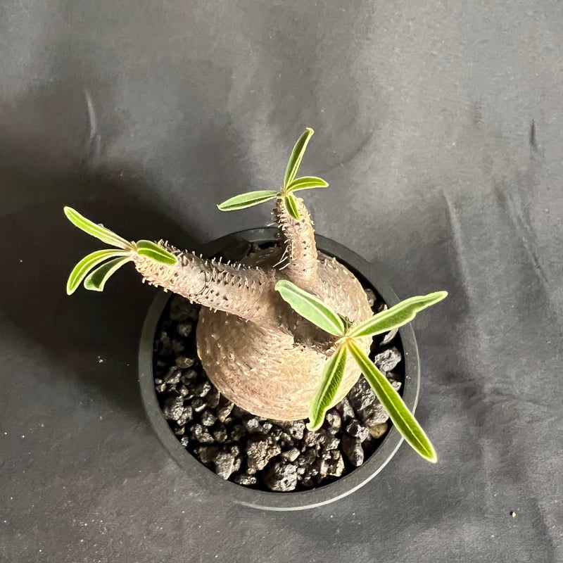 パキポディウム　グラキリス　発根済み 発根済】【現地球】パキポディウム グラキリス | BRIDGE GARDEN