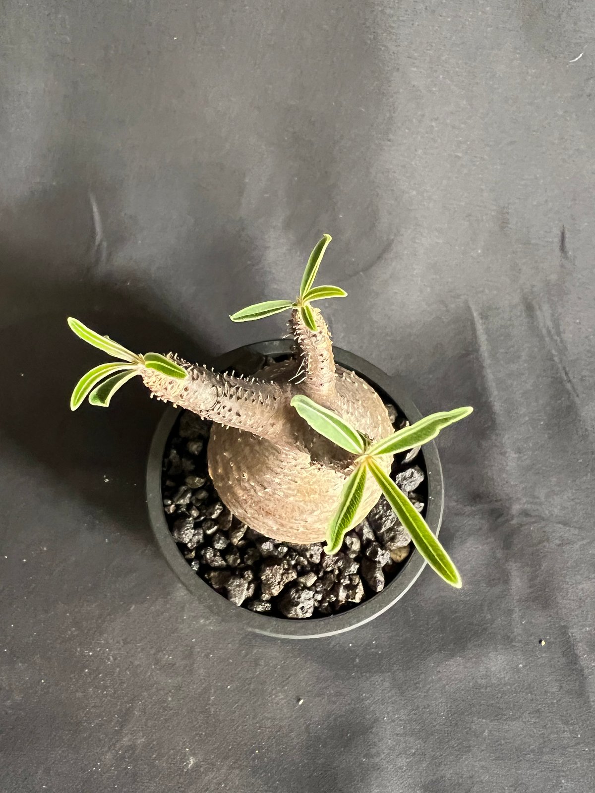 発根済み　パキポディウムグラキリス パキポディウムグラキリス 発根済み 11 | HANDS PLANTS