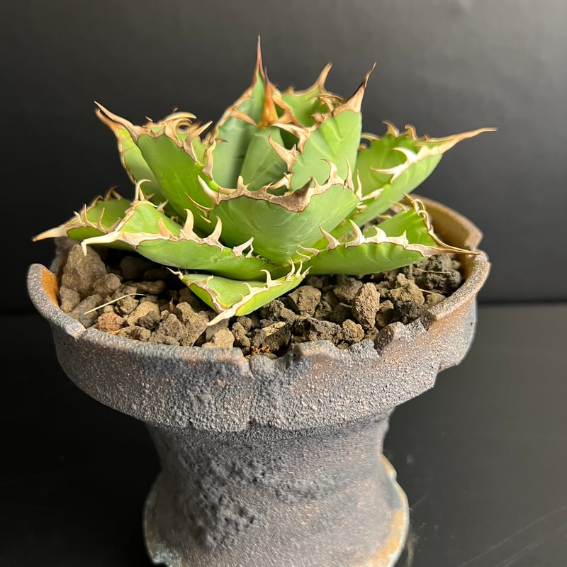 アガベ チタノタ 霸王竜 台湾輸入株 a22 | HANDS PLANTS