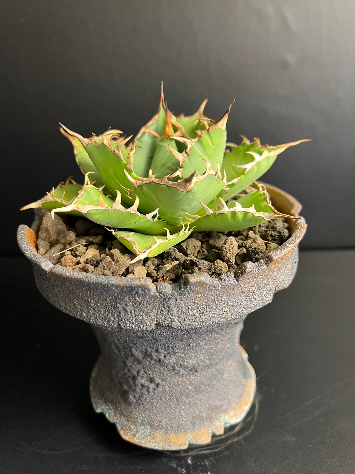 アガベ チタノタ 霸王竜 台湾輸入株 a22 | HANDS PLANTS