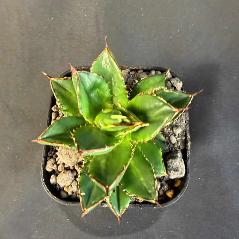 アガベ チタノタ 小島白刺 | HANDS PLANTS