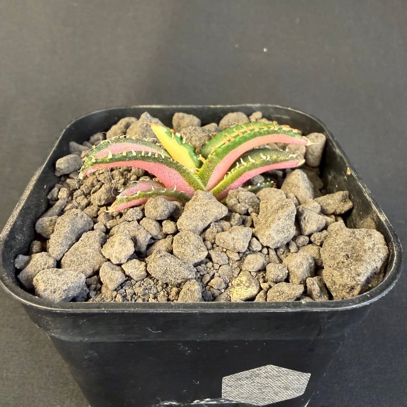 アガベ チタノタ 白豪刺中斑錦明錦 ⑥ | HANDS PLANTS