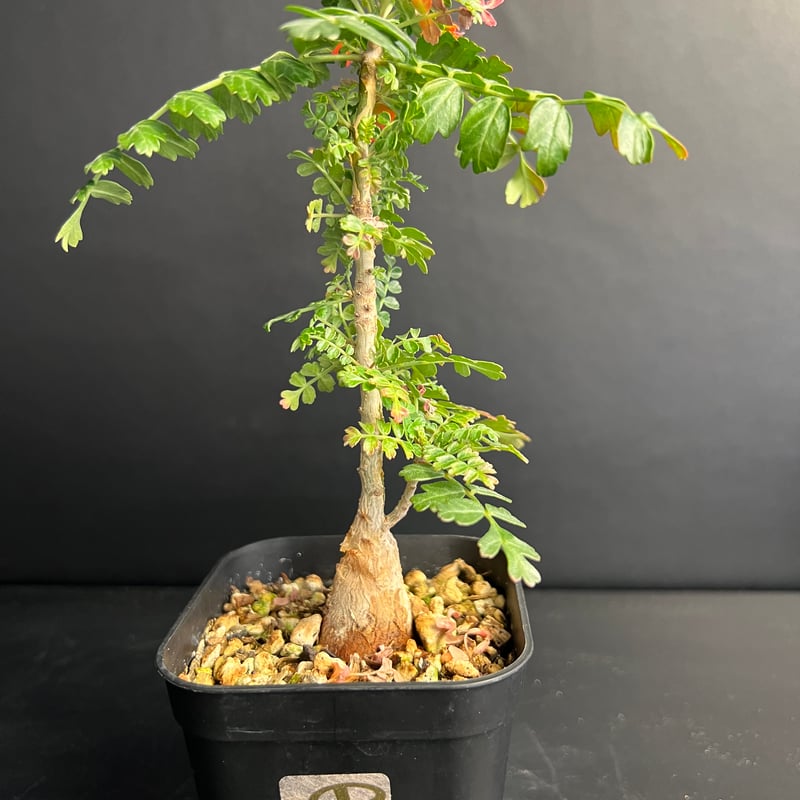 パキコルムス ディスカラー (象の木) H | HANDS PLANTS