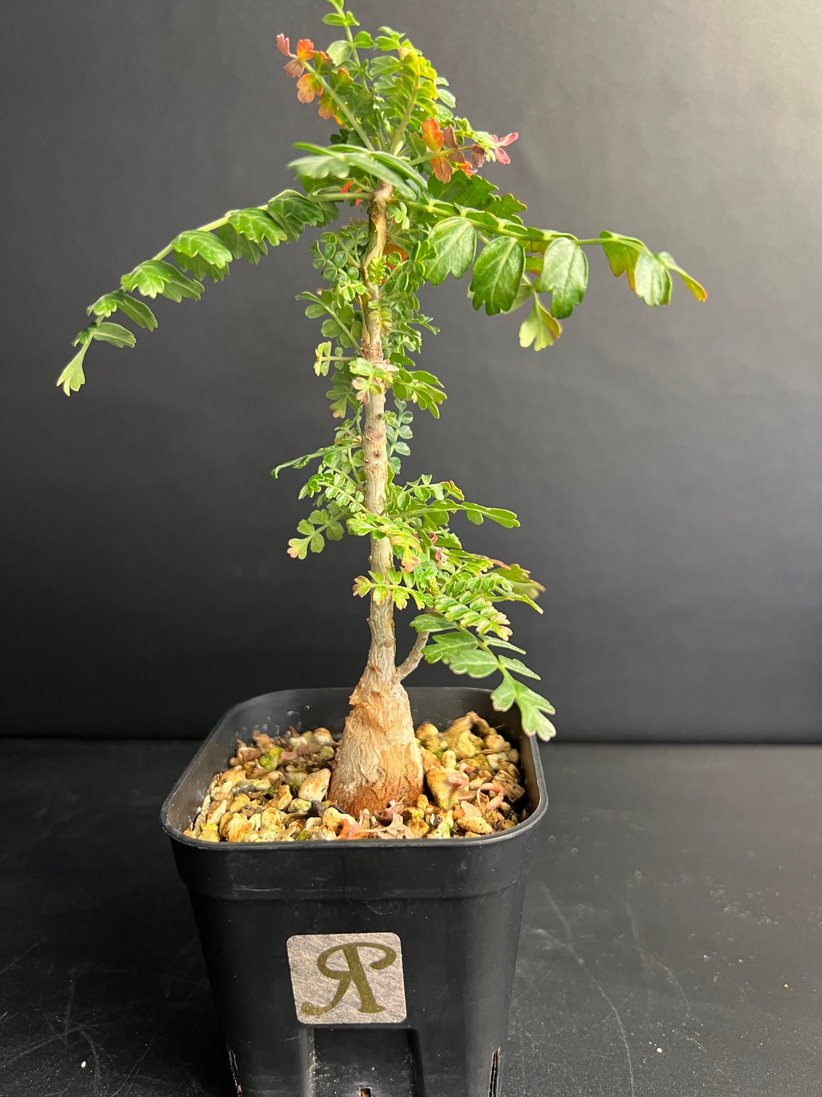 パキコルムス ディスカラー (象の木) H | HANDS PLANTS