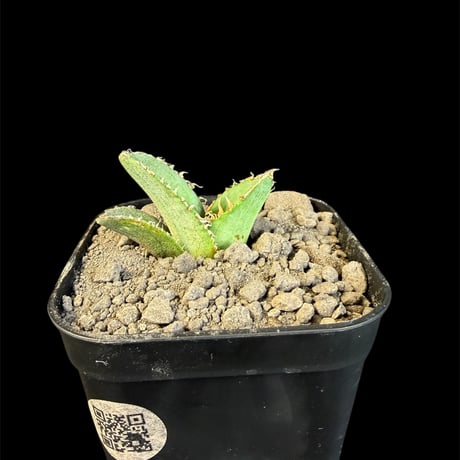 アガベチタノタ麻花龍 | STORES