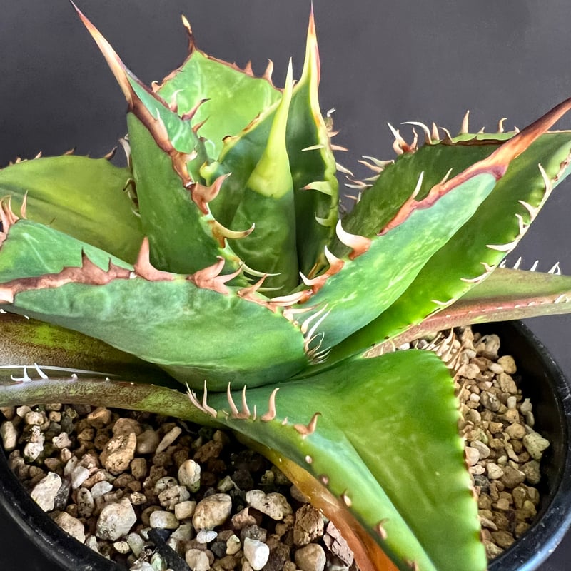 アガベ チタノタ 剣竜 29 | HANDS PLANTS