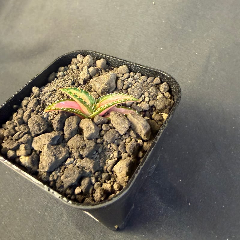 アガベ チタノタ 白豪刺中斑錦明錦 | HANDS PLANTS