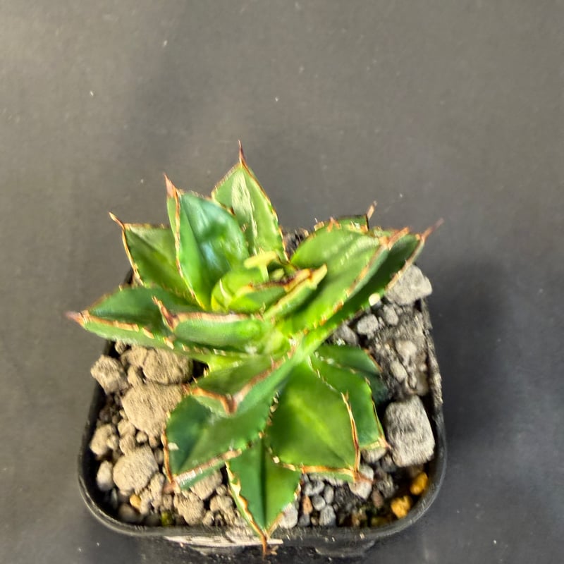 アガベ チタノタ 小島白刺 | HANDS PLANTS
