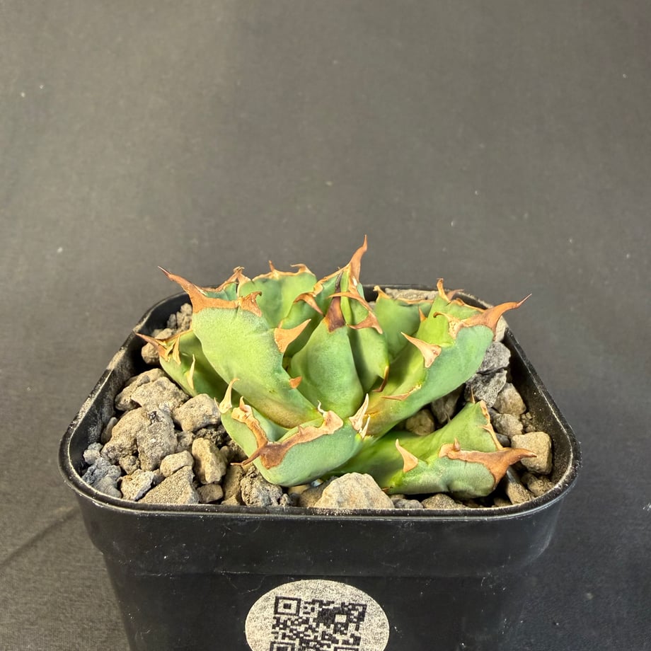 6a17acae117e111765bef130