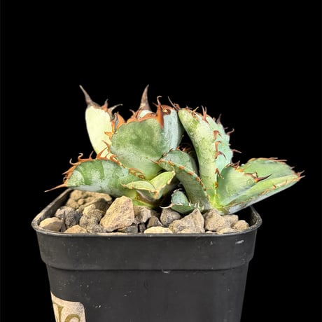 アガベチタノタ | STORES