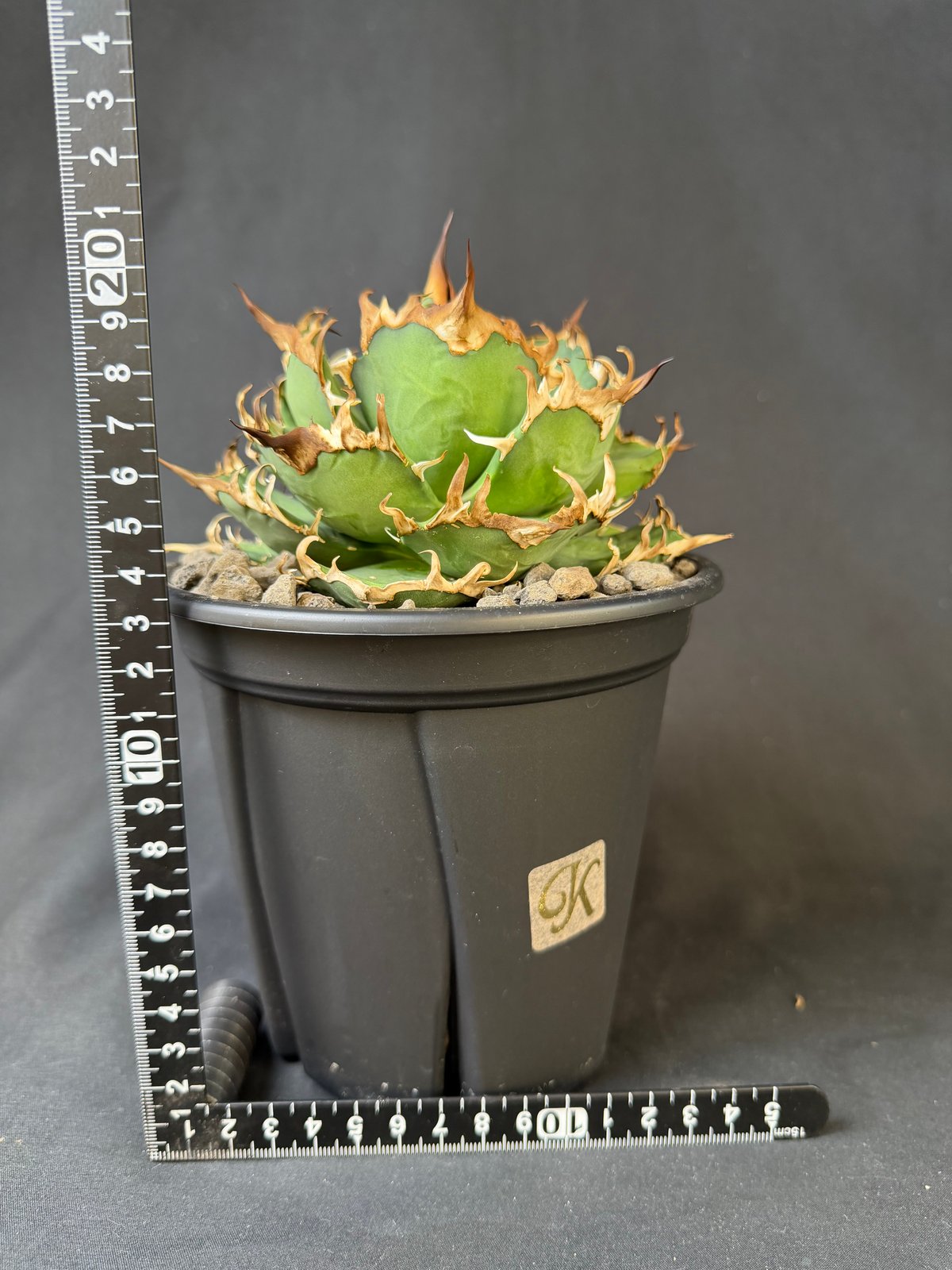 アガベチタノタ シーザー 5号 45 | HANDS PLANTS
