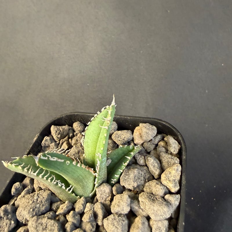 アガベ チタノタ 鰐亀（ワニガメ）子株 ⅲ | HANDS PLANTS