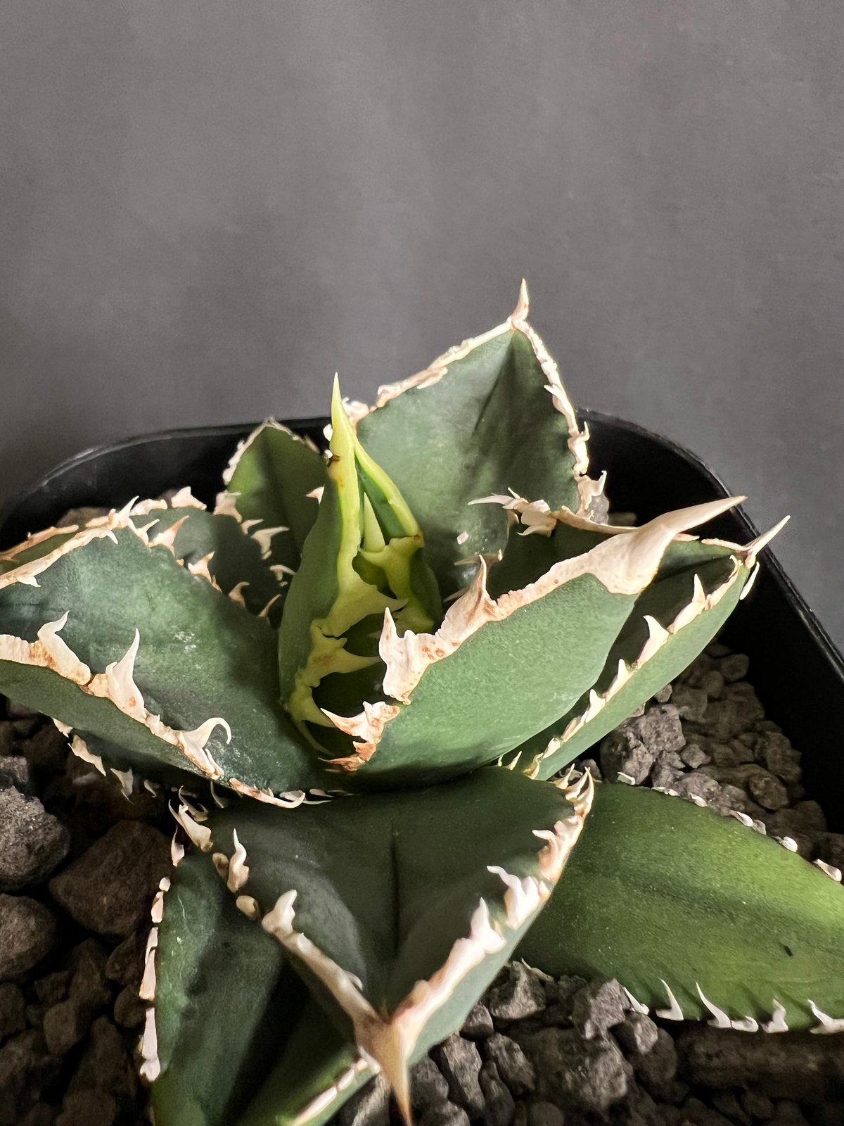 アガベ 狼人 ムチプリ 裏棘 短葉 厚葉 チタノタ 発根済み 極上鋸歯 a0