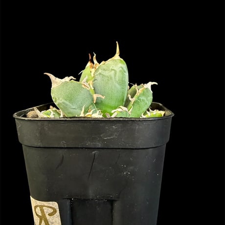 アガベ魔丸 | STORES