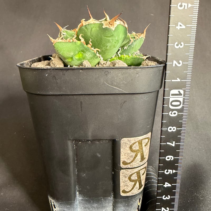 アガベ 南アフリカダイヤモンド 10530 | HANDS PLANTS