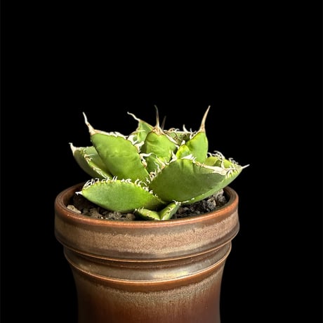 アガベ　SAD tokuna18 くんに綺麗に撮ってもらった SAD錦💛‪💚 #アガベチタノタ‬