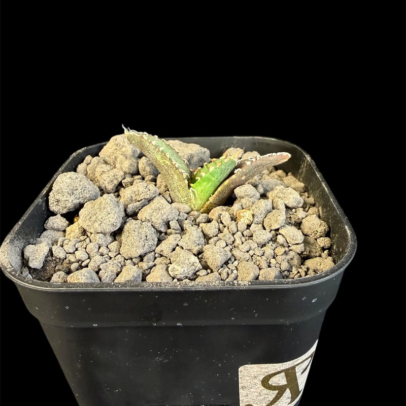 アガベ チタノタ 氷雹（ひょうひょう)子株 Ⅷ | HANDS PLANTS