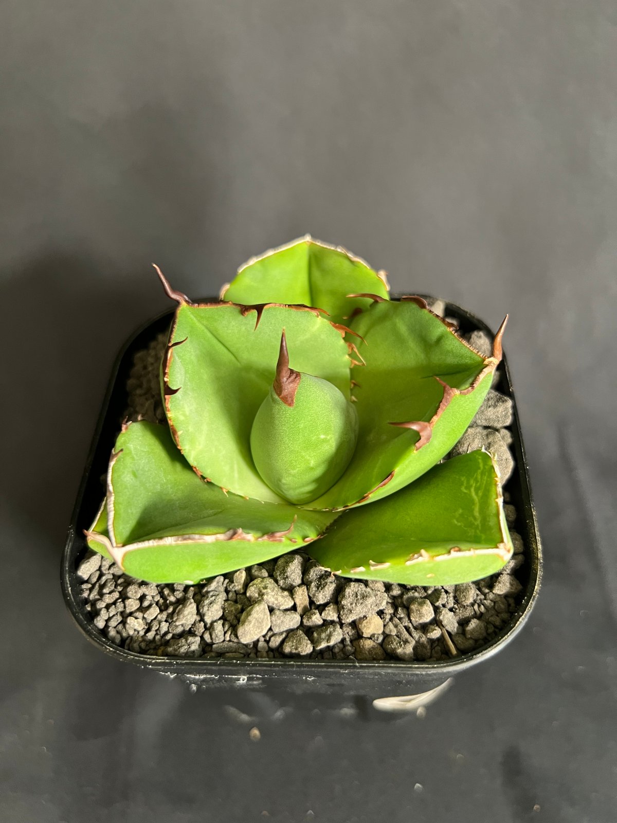 アガベ チタノタ 純血ジャガーノート | HANDS PLANTS